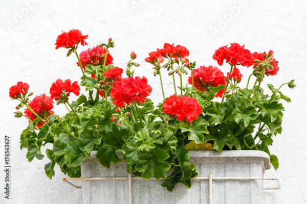 Fototapeta Kwiaty czerwone Pelargonium.