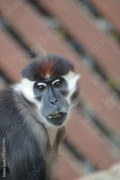 Obraz Collared mangabey