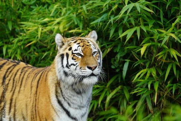 Fototapeta Amur tiger