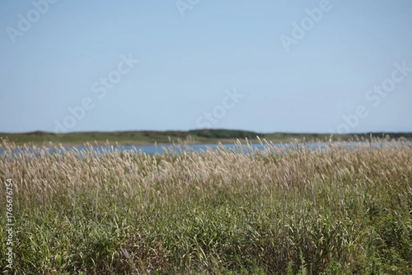 Obraz サロマ湖畔のススキ