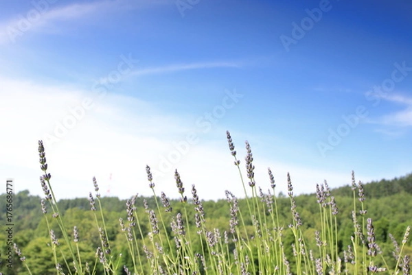 Fototapeta 青空とラベンダー