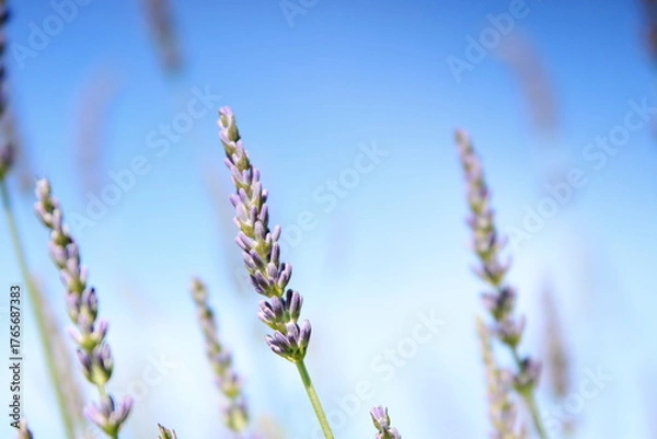 Fototapeta ラベンダーと青空
