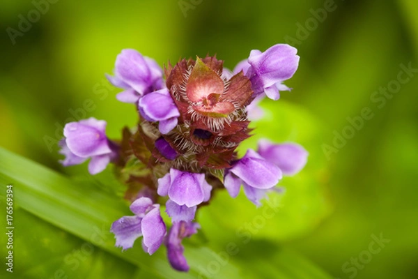 Fototapeta Meadow Flower Prunella Vulgaris Growing On Sunny Summer Meadow Close Up.