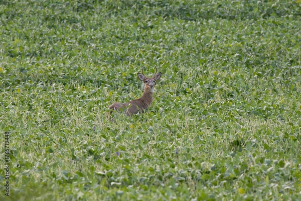 Obraz deer in the grass