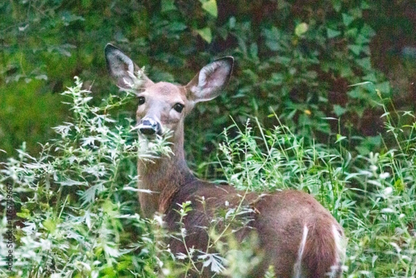 Obraz deer in the woods