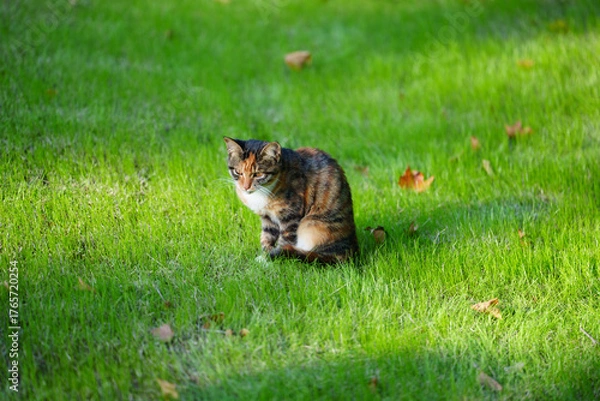 Fototapeta A fluffy cat sits alertly on a bright green grassy lawn with fallen leaves scattered around and dappled sunlight.