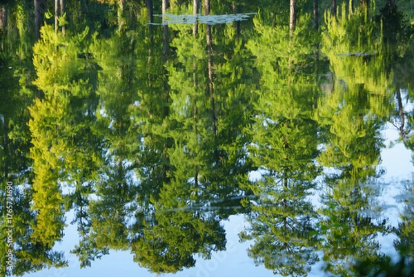 Fototapeta The reflection of green trees is shown on calm blue water with a clear sky above.