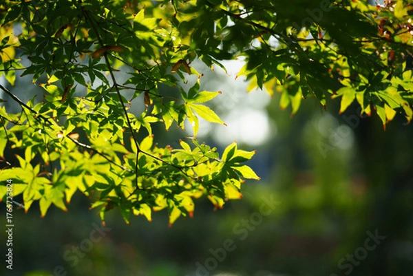 Fototapeta Green leaves glow in sunlight as branches reach towards the sky on a warm day.