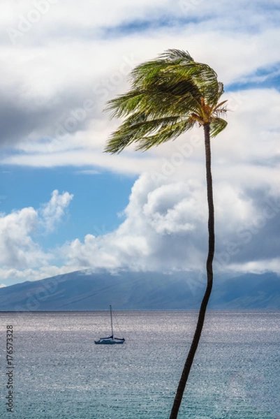 Fototapeta Palm Tree Blowing in Maui Trade Winds