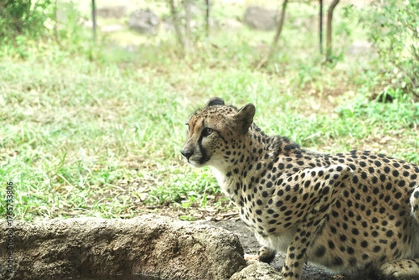 Obraz 動物園のチーター