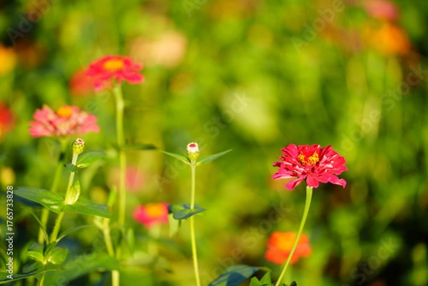 Fototapeta Bright red flowers bloom vibrantly in a sunlit garden, showcasing their delicate petals against a soft green background.
