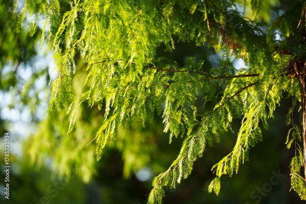 Fototapeta Green pine needles hang down from a tree branch illuminated by soft sunlight.