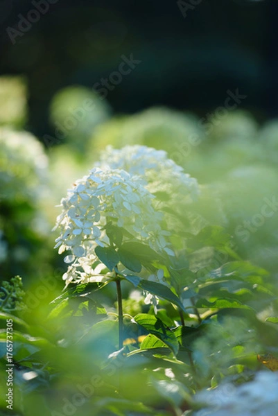 Fototapeta A white flower blooms under soft light with green leaves surrounding it in a garden.