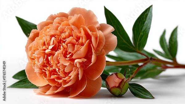 Obraz orange peony isolate on white background

