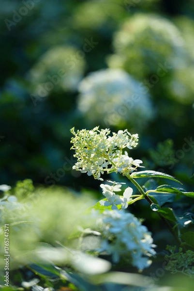 Fototapeta A cluster of small white flowers with green leaves opens towards the light, showing delicate petals and new growth in a garden.