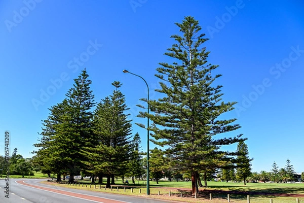 Fototapeta オーストラリアのパース郊外にある公園の風景