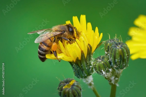 Obraz Honigbiene auf El Hierro, Kanarische Inseln - Westliche Honigbiene (Apis mellifera) sammelt Pollen an der gelben Blüte einer Gänsedistel (Sonchus) 