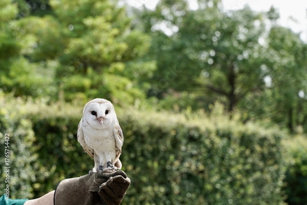 Obraz メンフクロウ