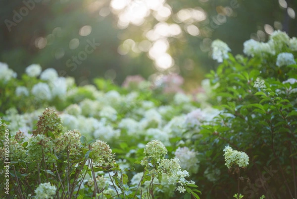 Fototapeta Delicate white flowers bloom in a lush garden with soft light filtering through the trees overhead, creating a peaceful natural scene.