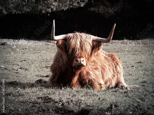 Obraz Scottish highlander ruminating and lying in the meadow, close to the Dwingeloo nature park, Netherlands