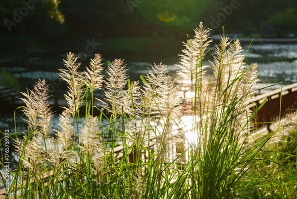Fototapeta Tall grass plumes catch the warm sunlight near a calm body of water and a wooden structure.