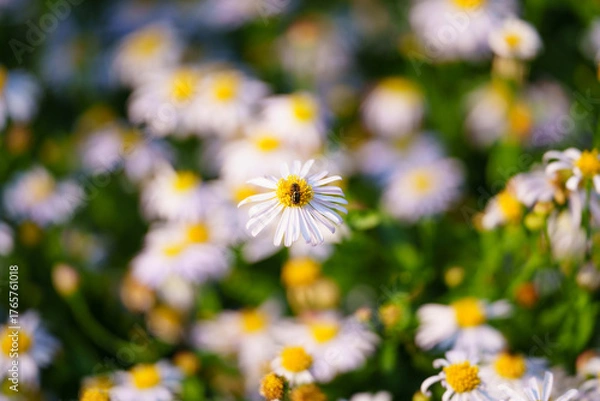 Fototapeta A bee rests on a white daisy in a field of flowers.
