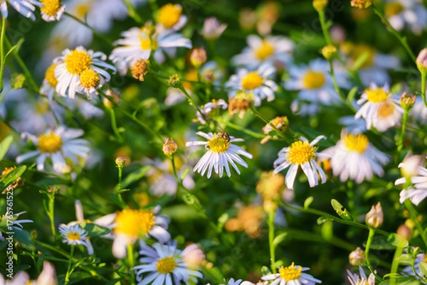 Fototapeta White flowers with yellow centers bloom vibrantly in a sunlit field, their petals unfurling gently under the warm light.