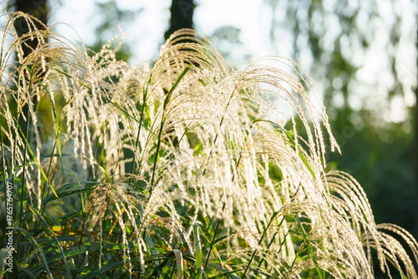 Fototapeta Tall grass plumes sway gently in the warm sunlight.