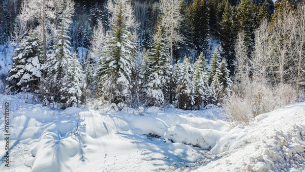 Fototapeta Snowy Forest 