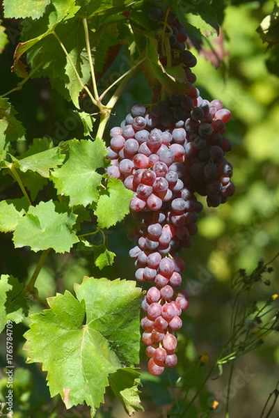 Obraz Grappolo d'uva nella vigna
