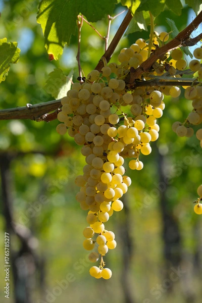 Obraz grappolo di uva bianca