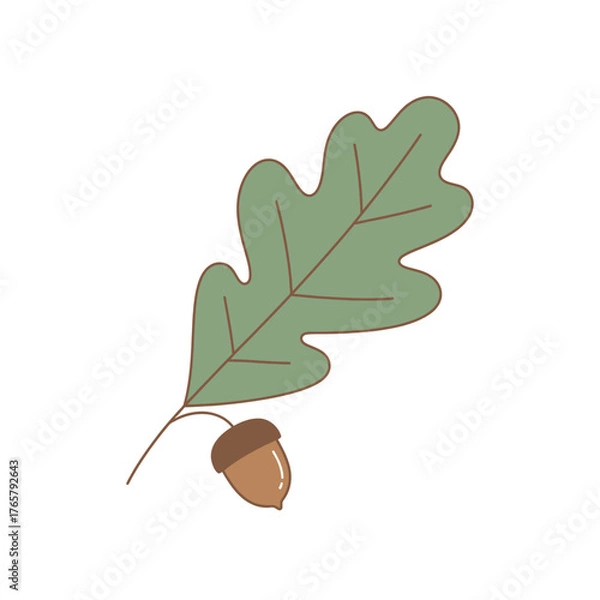 Obraz Illustration of a green oak leaf with a brown acorn, simple and clean design.