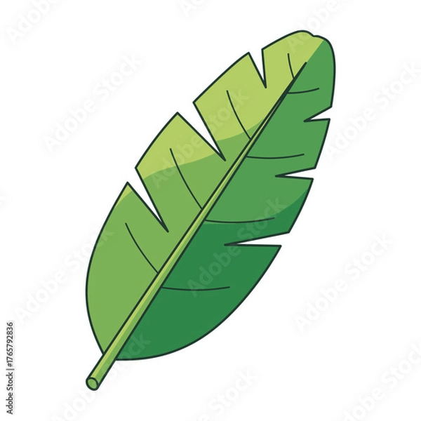 Obraz A detailed illustration of a green banana leaf, showing its veins and edges.