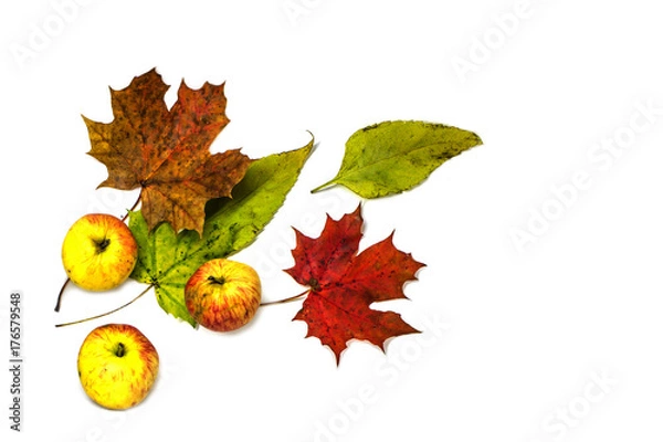 Fototapeta Stylish composition of colorful vegetables, fruits, autumn leaves and berries. Top view on white background. Autumn flat lay