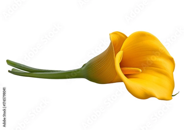 Fototapeta Yellow Calla Lily Flower isolated on a transparent background