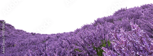 Obraz Lavender fields on transparent background
