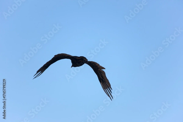 Fototapeta Falkland Islands Albatross in flight on a cloudy winter day