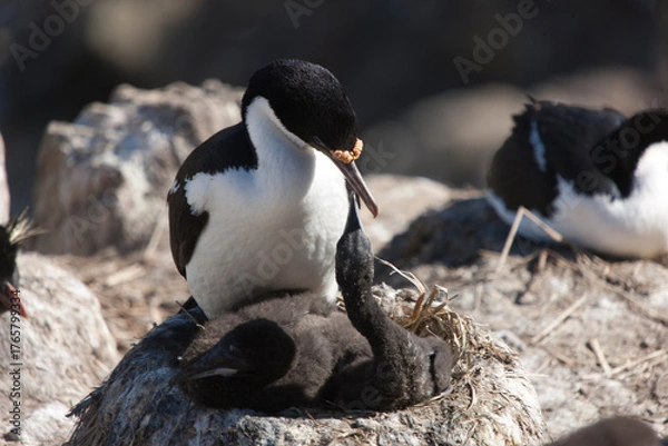 Fototapeta Falkland Islands loon on a cloudy winter day