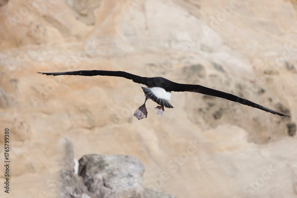 Fototapeta Falkland Islands Albatross in flight on a cloudy winter day
