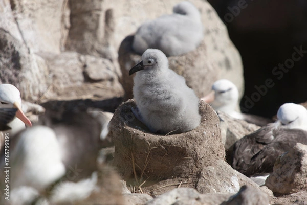 Fototapeta A Falkland Islands Adelie penguin on a cloudy winter day