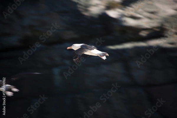 Fototapeta Falkland Islands Albatross in flight on a cloudy winter day