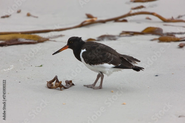 Fototapeta Falkland Islands Sandpiper - Magpie close-up