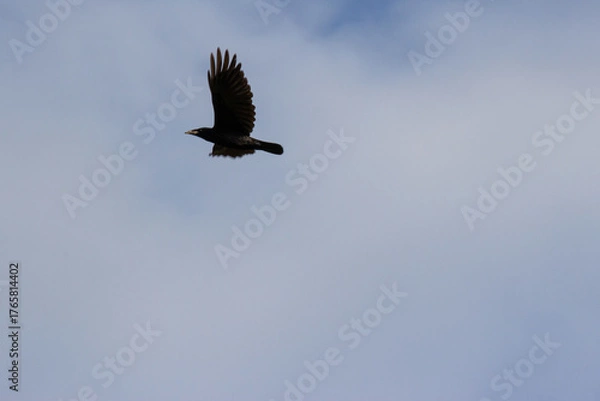 Obraz Flying rook on a gray sky background. Copy space.