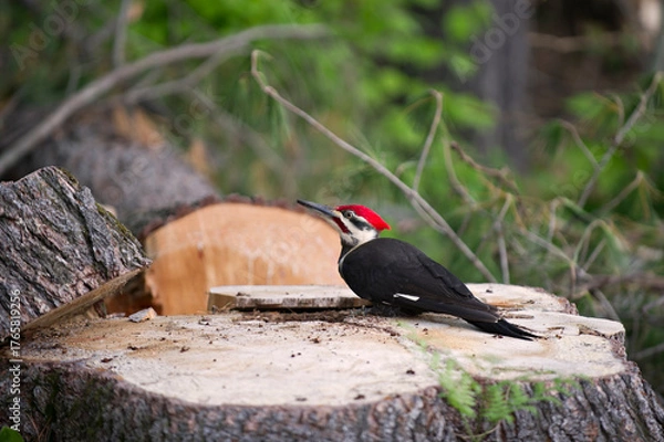 Obraz Grand Pic Bois 