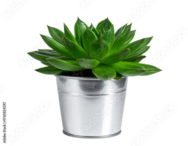 Fototapeta  Top-Down View of Fresh Chives in Small Pot, minimal style on white background