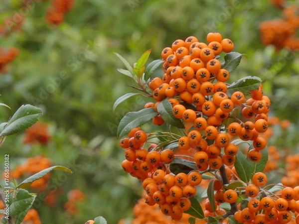Obraz Branches with Pyracantha coccinea berries in an autumn garden