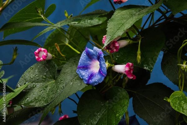 Obraz spring time garden flowers 