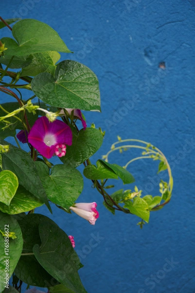 Obraz spring time garden flowers 