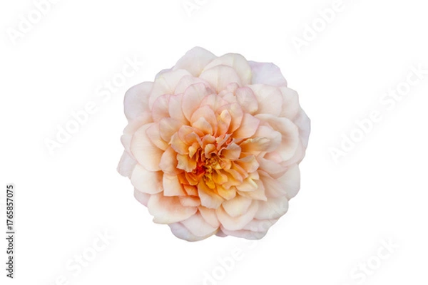 Fototapeta Bouquet of Roses Isolate. Pink and white rose flowers with leaves in floral arrangement isolated on background. Flat lay. Top view. Transparent background PNG