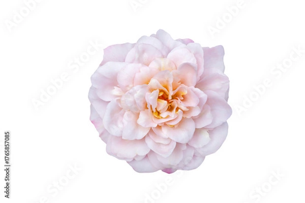 Fototapeta Bouquet of Roses Isolate. Pink and white rose flowers with leaves in floral arrangement isolated on background. Flat lay. Top view. Transparent background PNG